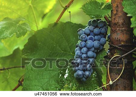 Organic grapes. View Large Photo Image Stock Photograph - Organic grapes.. Fotosearch