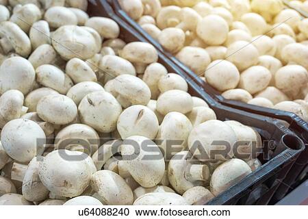 Organic mushroom at farmers market. View Large Photo Image Stock Image - Organic mushroom at farmers market.. Fotosearch