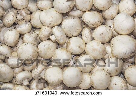 Stock Image - Organic mushroom at farmers market.. Fotosearch