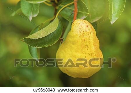 Organic pear on branch. View Large Photo Image Stock Image - Organic pear on branch.. Fotosearch