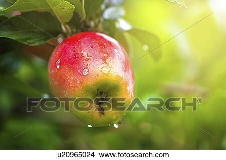 Picture - Organic red apple on branch.. Fotosearch