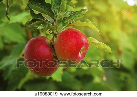 Stock Photo - Organic red apples on branch.. Fotosearch