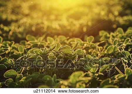 Picture - Organic soybean field at sunset.. Fotosearch