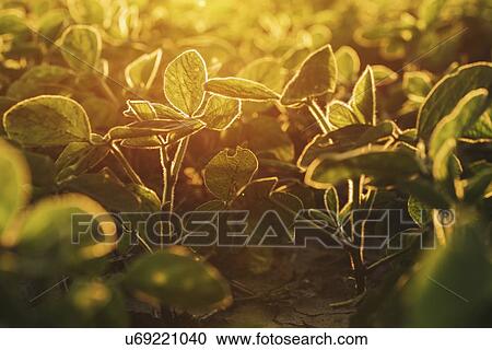 Organic soybean field at sunset. View Large Photo Image Stock Image - Organic soybean field at sunset.. Fotosearch