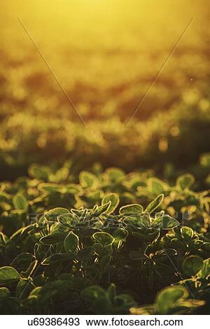 Stock Image - Organic soybean field at sunset.. Fotosearch