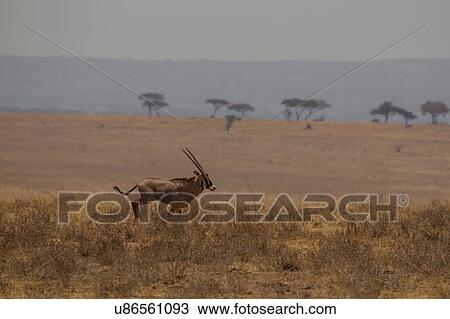 Stock Image - Oryx, Oryx beisa, Tarangire National Park, Tanzania. Fotosearch