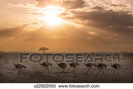 Stock Photography - Ostriches at sunset in Amboseli National Park, Amboseli, Rift Valley, Kenya. Fotosearch