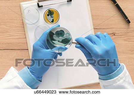 Stock Image - Overhead view of laboratory technician analysing petri dish.. Fotosearch