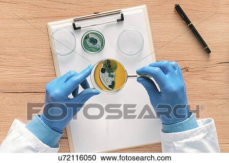 Overhead view of laboratory technician analysing petri dish. View Large Photo Image Stock Image - Overhead view of laboratory technician analysing petri dish.. Fotosearch