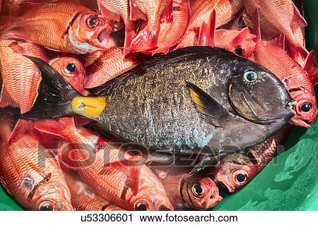Stock Image - Overhead view of variety of fish in tub, Tarrafal, Cape Verde, Africa. Fotosearch