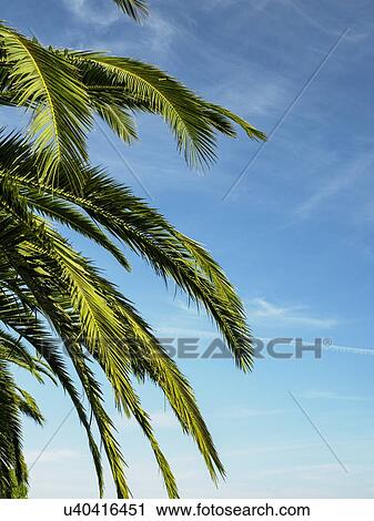 Stock Image - Palm leaves against blue sky. Fotosearch