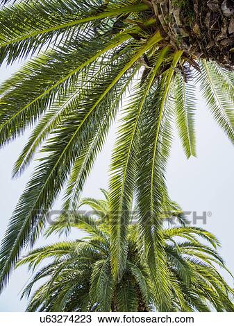 Stock Image - Palm leaves against sky. Fotosearch