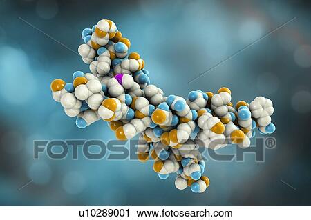 Stock Image - Parathyroid hormone molecule. Computer model showing the structure of parathyroid hormone (PTH), or parathormone. PTH is secreted by the parathyroid glands in the neck. It acts to regulate the concentration of calcium and phosphorus in the blood.. Fotosearch
