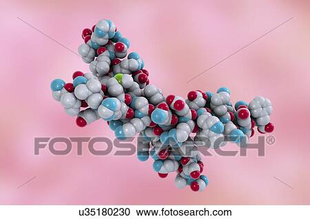 Stock Image - Parathyroid hormone molecule. Computer model showing the structure of parathyroid hormone (PTH), or parathormone. PTH is secreted by the parathyroid glands in the neck. It acts to regulate the concentration of calcium and phosphorus in the blood.. Fotosearch