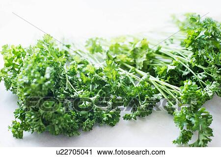 Parsley View Large Photo Image Stock Image - Parsley. Fotosearch
