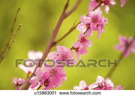 Peach tree branch blossoming in spring. View Large Photo Image Stock Image - Peach tree branch blossoming in spring.. Fotosearch