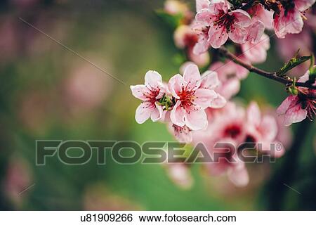 Peach tree branch blossoming in spring. View Large Photo Image Stock Photograph - Peach tree branch blossoming in spring.. Fotosearch