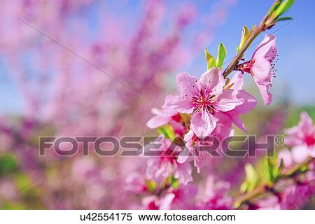 Peach tree branch blossoming in spring. View Large Photo Image Stock Photography - Peach tree branch blossoming in spring.. Fotosearch