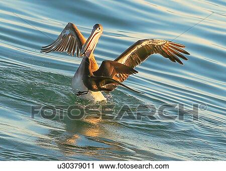 Pelican View Large Photo Image Stock Image - Pelican. Fotosearch
