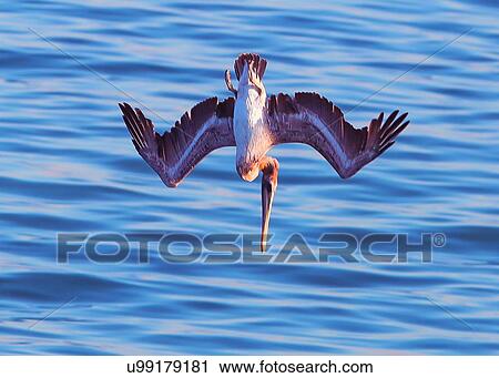 Pelican View Large Photo Image Stock Image - Pelican. Fotosearch