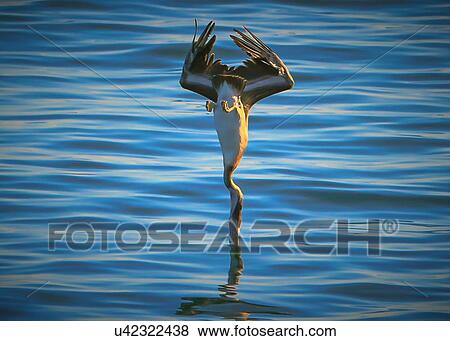 Stock Photo - Pelican. Fotosearch