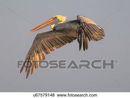 Pelican View Large Photo Image Stock Photo - Pelican. Fotosearch