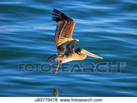 Pelican View Large Photo Image Stock Photo - Pelican. Fotosearch