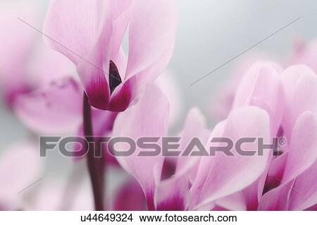 Picture - Persian Violets (Cyclamen persicum). Photographed in Israel in December.. Fotosearch