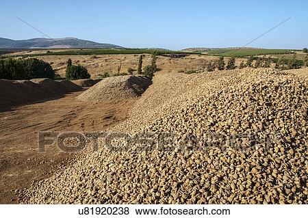 Stock Photo - Pile of freshly picked almonds drying in the sun.. Fotosearch
