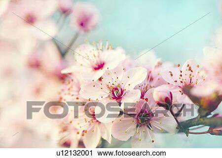 Stock Image - Pink flowers blossoming in spring.. Fotosearch