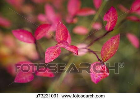 Stock Image - Pink leaves of tree. Fotosearch