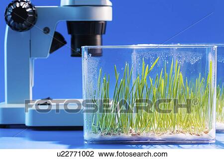 Plant research, conceptual image. View Large Photo Image Stock Image - Plant research, conceptual image.. Fotosearch