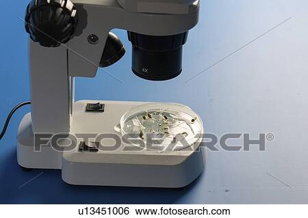 Plant research, conceptual image. View Large Photo Image Stock Photograph - Plant research, conceptual image.. Fotosearch