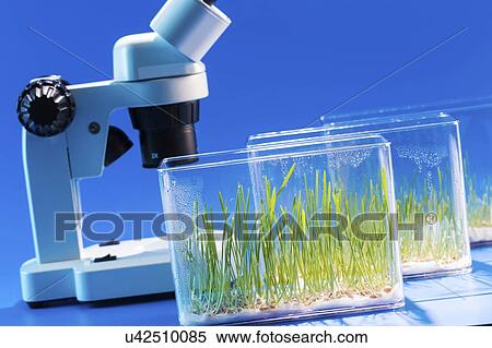 Stock Photography - Plant research, conceptual image.. Fotosearch