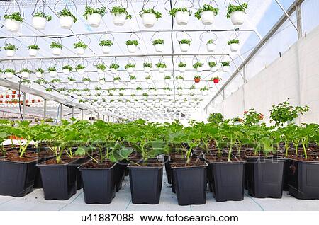 Stock Photo - Plants in commercial greenhouse.. Fotosearch