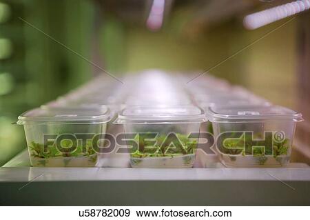 Plants in laboratory. View Large Photo Image Stock Photo - Plants in laboratory.. Fotosearch