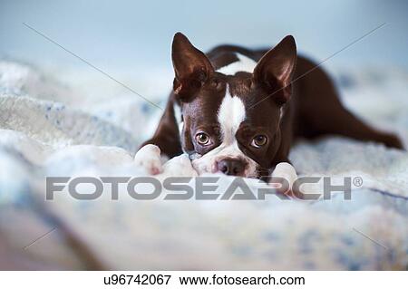 Portrait of boston terrier lying on bed View Large Photo Image Stock Photo - Portrait of boston terrier lying on bed. Fotosearch