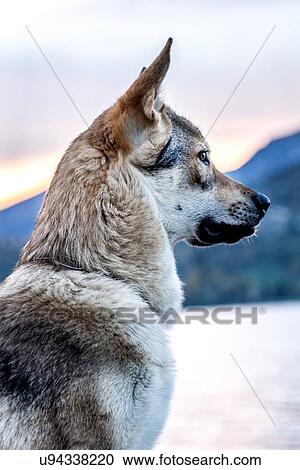 Portrait of dog by river, side view View Large Photo Image Stock Image - Portrait of dog by river, side view. Fotosearch
