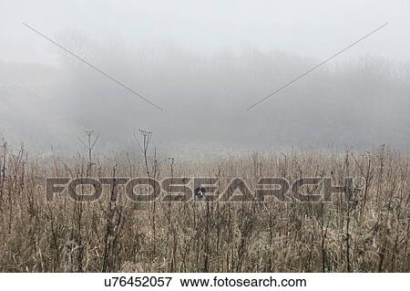 Portrait of dog in misty field, Houghton-le-Spring, Sunderland, UK View Large Photo Image Stock Photo - Portrait of dog in misty field, Houghton-le-Spring, Sunderland, UK. Fotosearch