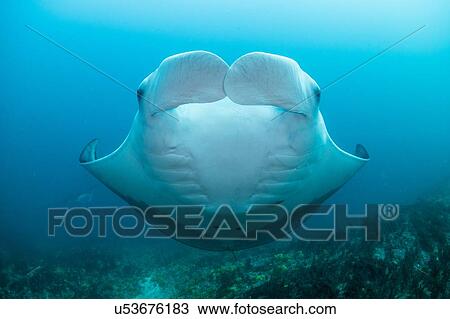 Stock Image - Portrait of giant manta, front view, Cancun, Mexico. Fotosearch