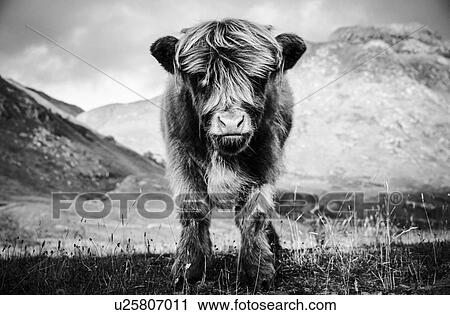 Stock Image - Portrait of highland cow calf in rural landscape, B&W. Fotosearch