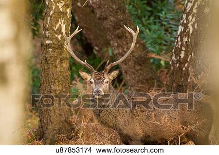 Portrait of Red Deer (Cervus elaphus) in rural setting View Large Photo Image Picture - Portrait of Red Deer (Cervus elaphus) in rural setting. Fotosearch