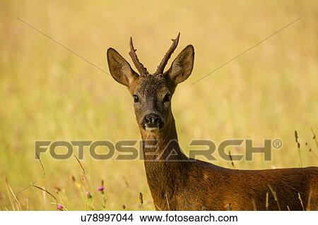 Picture - Portrait of Roe Deer (Capreolus capreolus) in rural setting. Fotosearch