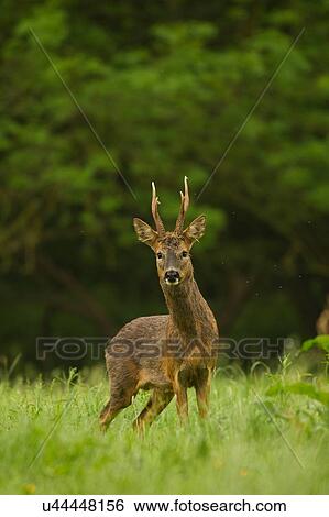 Stock Photograph - Portrait of Roe Deer (Capreolus capreolus) in rural setting. Fotosearch