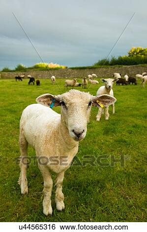 Stock Photograph - Portrait of sheep with flock in rural field. Fotosearch