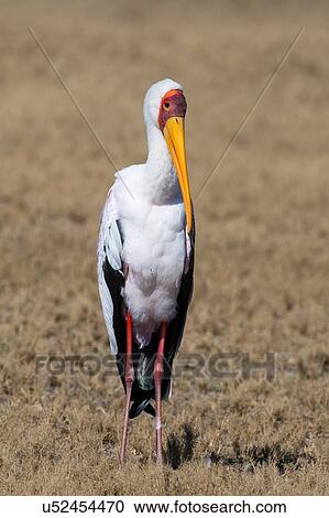 Stock Image - Portrait of yellow-billed Stork (Mycteria ibis), Moremi Game Reserve, Okavango Delta, Botswana. Fotosearch