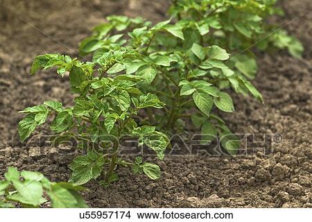 Picture - Potato plants in vegetable garden.. Fotosearch