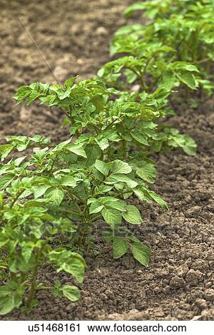 Potato plants in vegetable garden. View Large Photo Image Stock Image - Potato plants in vegetable garden.. Fotosearch