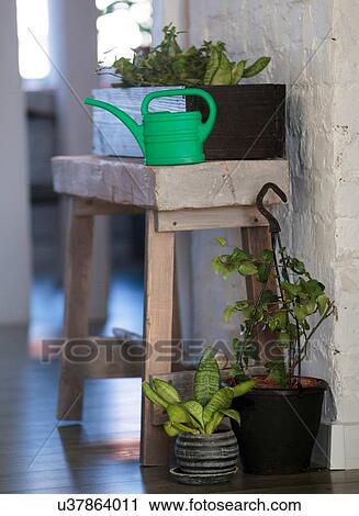 Potted plants arrangement in hallway of home View Large Photo Image Stock Image - Potted plants arrangement in hallway of home. Fotosearch