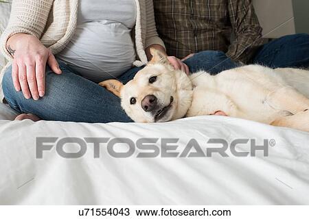 Stock Image - Pregnant woman sitting with partner on bed, dog lying on bed beside them, low section. Fotosearch